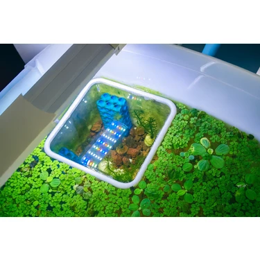 Akvaryum Balık Besleme Halkası - 15X15 cm Yüzen Kare Yemleme Alanı | Bitki Ayırıcı