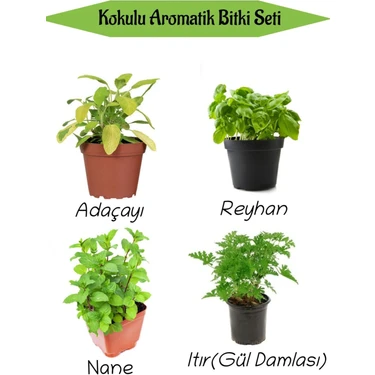 Serada Decor Plant Aromatik Kokulu Mutfak Seti Adaçayı+Reyhan+Nane+Itır Fidesi 4