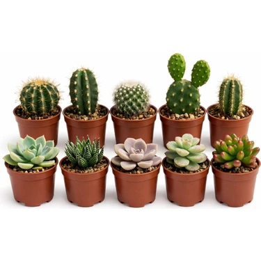 5 Sukulent 5 Kaktüs – 10’lu Mini Bitki Seti | Saksılı &