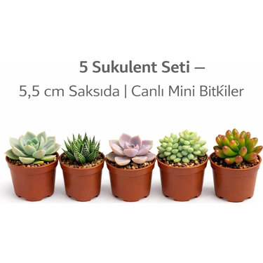 5’li Sukulent Seti – 5,5 cm Saksıda | Canlı Mini