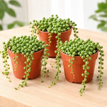 3’lü Tesbih Bitkisi Seti (Senecio Rowleyanus) – 5,5 cm Saksıda Canlı