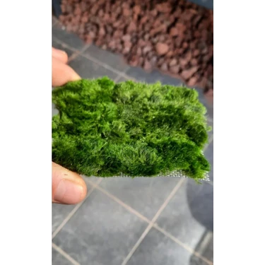 Marimo Scape Akvaryum Halısı Düşük Işıkta Gelişim İçin 10x10 cm Doğal
