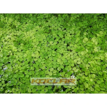 Koçlar Salvinia Natans (25 Kök 50