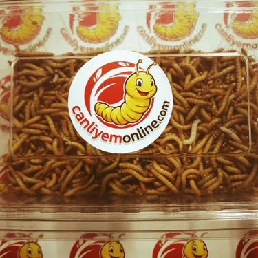Koçlar Un Kurdu 100