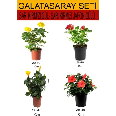 Serada Decor Plant 4'lü Takım Seti Sarı- Kırmızı Gül+Sarı Kırmızı Japon