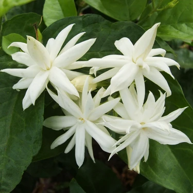 Yalova Fidan Market Arap Yasemini (Jasminum