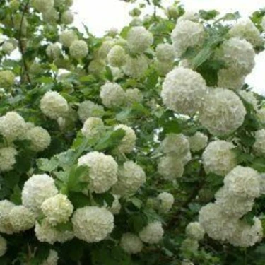 AnkaBahçe Kartopu Fidanı 30-40 cm
