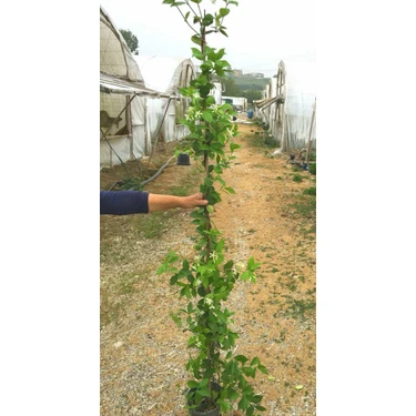 Tunç Botanik ARAP YASEMİNİ BÜYÜK BOY 2-2.5 METRE - ÇİÇEKLİ KOKULU SARILICI