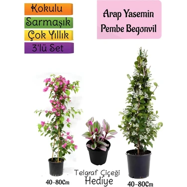 Kokulu Arap Yasemini+Pembe Begonvil+Telgraf Çiçeği Hediyeli 3'lü Bahçe