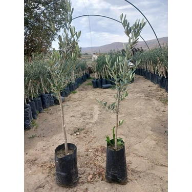 Hilal Tarım Çiftliği 2 Adet Gemlik Trilye Zeytin