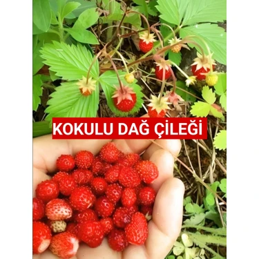 Nutyen 10 Adet Karadeniz Kokulu Yabani Dağ Çileği Fidesi Açık Köklü (10-20
