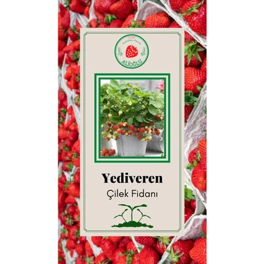 Özcanlar Yediveren Çilek