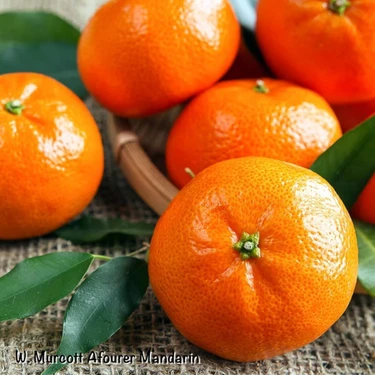 Evve Bahçe Tüplü Aşılı Aromatik Kokulu Verimli W.murcot Mandalina
