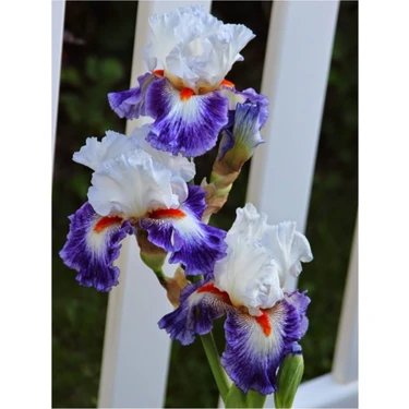 Bitki Dünyam 2 Adet Rengarenk Iris (Süsen) Çiçeği