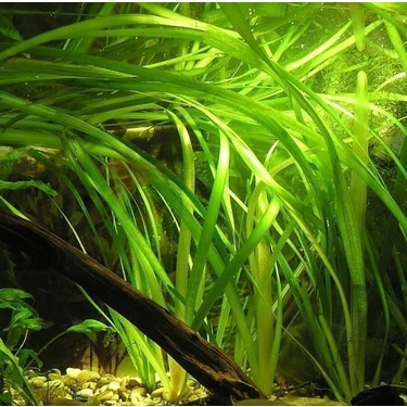Akvaryumbitkileri Vallisneria Torta Saz Bitkisi 1 Bağ 5