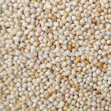 Aslımlar Ak (Beyaz) Darı 1 kg Kuş